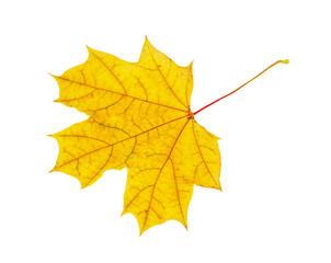Autumn maple leaf isolated on white background