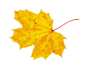 Autumn maple leaf isolated on white background