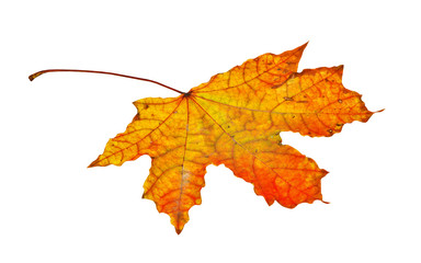 Autumn maple leaf isolated on white background