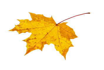 Autumn maple leaf isolated on white background