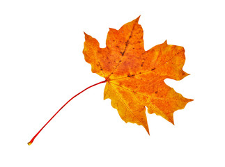 Autumn maple leaf isolated on white background