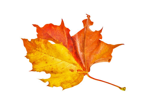 Autumn maple leaf isolated on white background