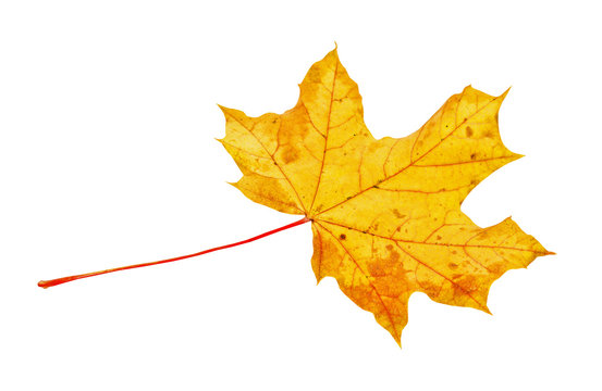 Autumn maple leaf isolated on white background
