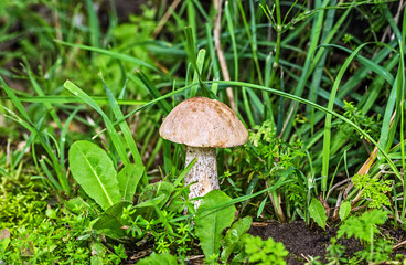 Wild growing mushrooms in the grass