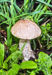 Wild growing mushrooms in the grass