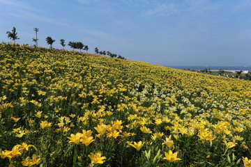 Fototapeta premium ゆりの花