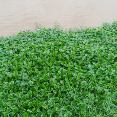 Water hyacinth floating on river