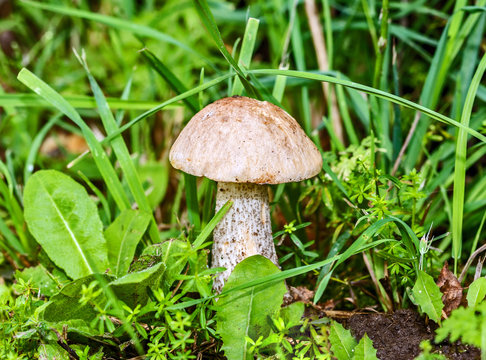 Wild growing mushrooms in the grass