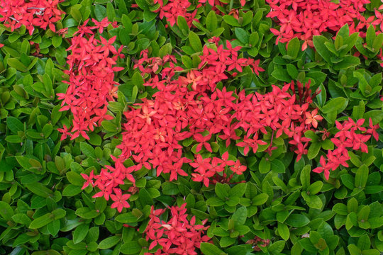 Red Ixora Flower From Top View