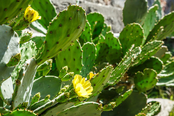 Cactus with yellow flowers in blossom