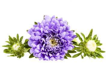 Single violet flower of aster isolated on white background