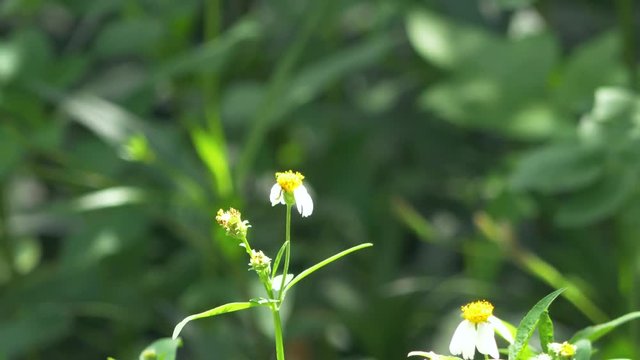 Zebra Longwing Butterfly Lands on White Flower, 4K