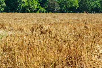 Field of golden wheat as background