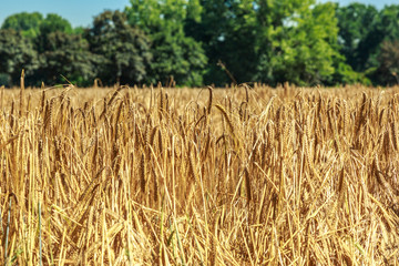 Field of golden wheat as background