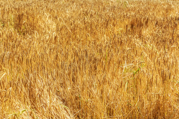 Field of golden wheat as background