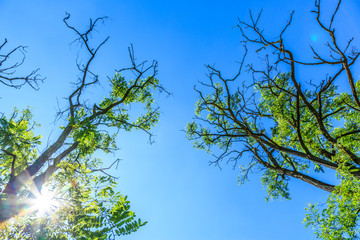 Tree branches with green leaves