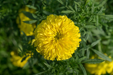 Yellow flower closeup in the garden