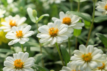 Obraz na płótnie Canvas White flower closeup in the garden