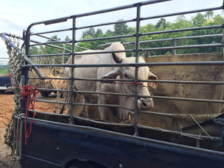 cow in livestock market at subburb in Thailand.