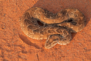 A puff adder (Bitis arietans) in defensive position, southern Africa.