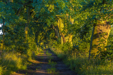 old oak alley in the morning light