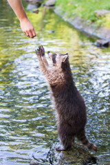 Racoon begging for food