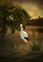 Crane standing in the river under the tree at sunset.River landscape at sunset.