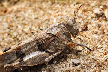 Grasshopper