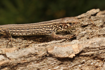 Lizard