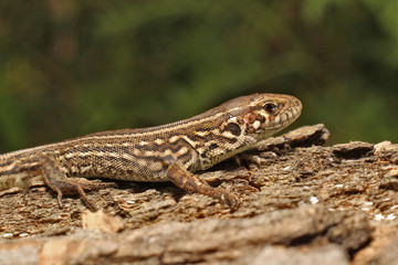 Lizard