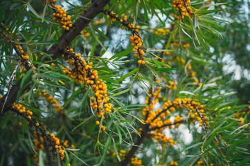 Урожай лекарственных ягод облепихи