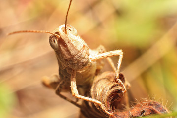Grasshopper
