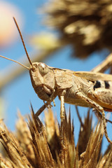 Grasshopper