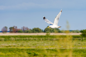 Flying seagull in Danube Delta