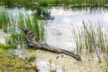 Marshy area in Danube Delta