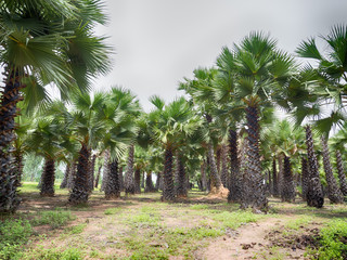 Obraz premium Sugar palm in the garden, Phitsanulok Province Thailand, HDR processing effect.