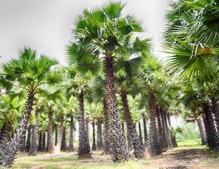 Sugar palm in the garden, Phitsanulok Province Thailand, HDR processing effect.