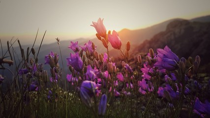 Beautiful sunset in the mountain and colorful flowers