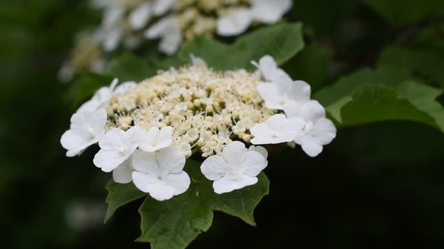 Viburnum or arrowwood bush blossoming in spring with partially unfolding flowers and green leaves