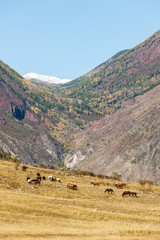 pasture in a mountain valley