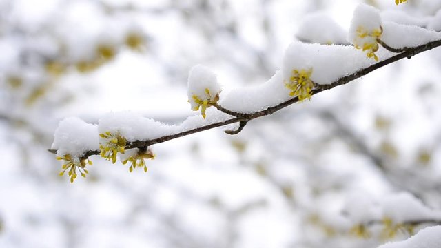 Snow falling on flowers of cornus offcinalis or cornealian cherry or korean cornel dogwood.