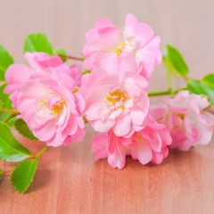 Fototapeta na wymiar beautiful soft pink rose on wooden background, closeup