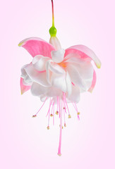 blooming beautiful single flower in shades of white and gentle p
