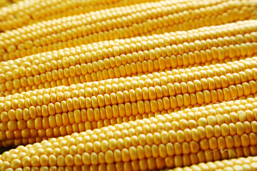 Sweet and ripe corns background