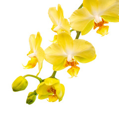 Blooming branch of yellow orchid is isolated on the white  backg