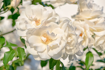 abstract romantic beautiful white rose flower on background, clo