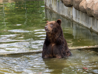 Obraz premium Brown bear in water