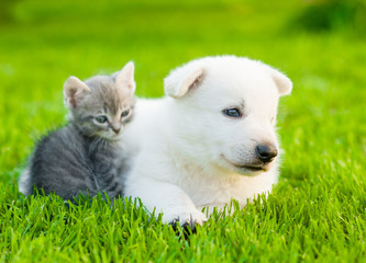 Naklejka na ściany i meble White Swiss Shepherd`s puppy lying with kitten on green grass