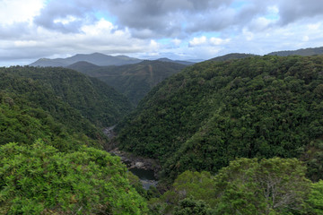 Fototapeta na wymiar Rainforest Cairns