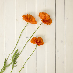 Poppy flowers on a wooden background